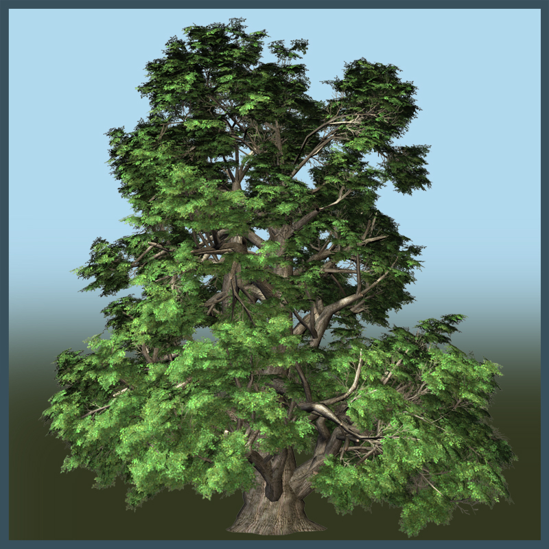 Small Leaved Lime by N/A