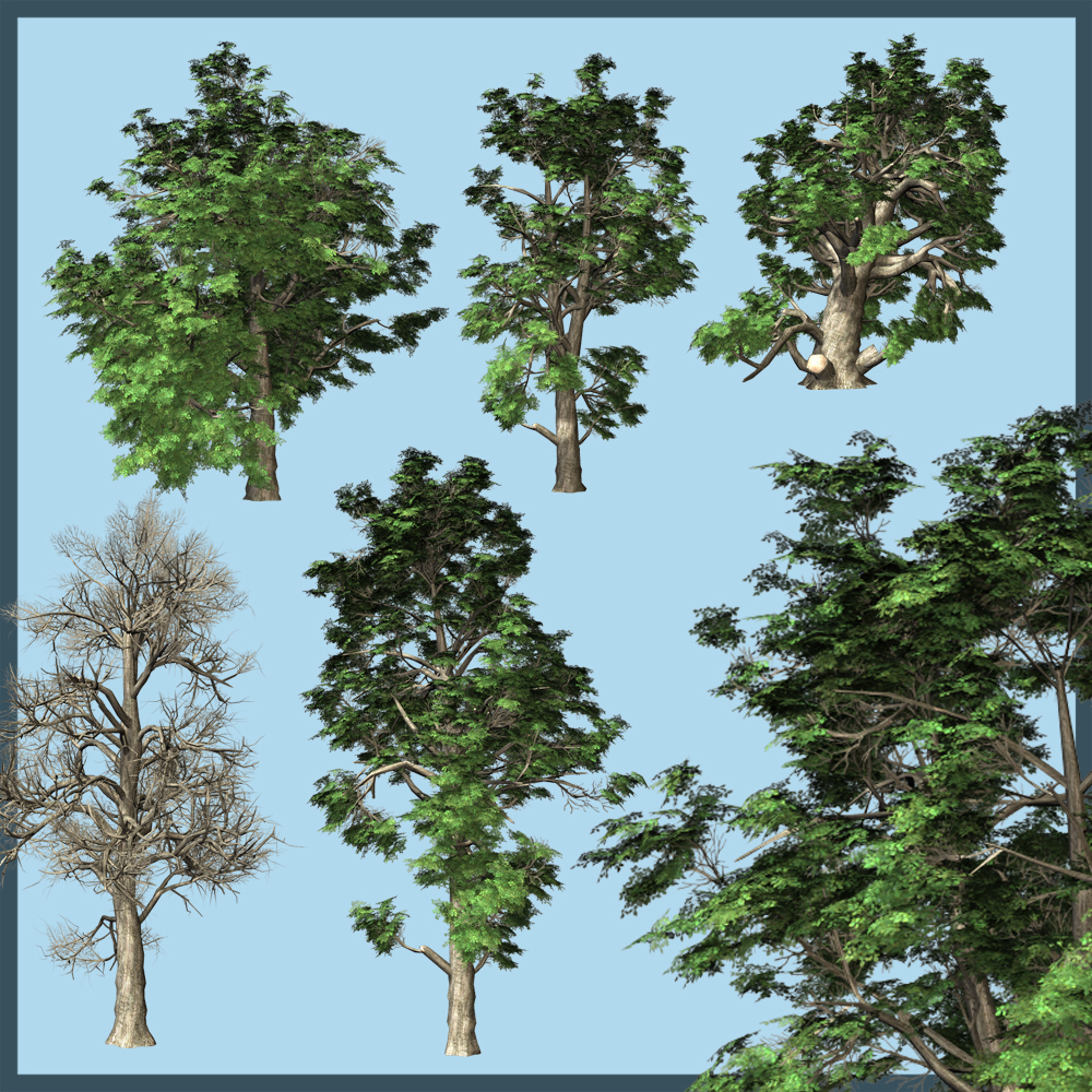 Small Leaved Lime by N/A