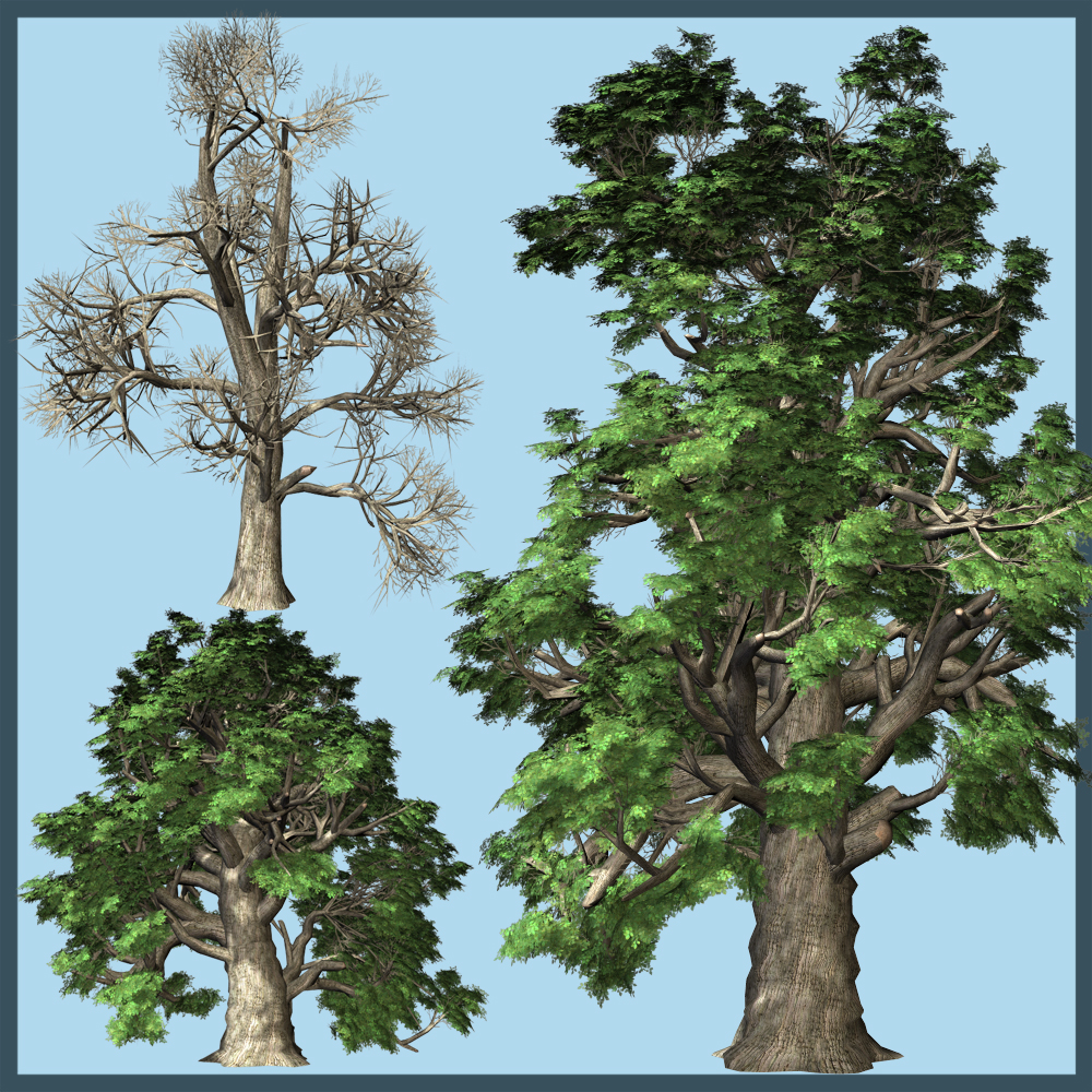 Small Leaved Lime by N/A