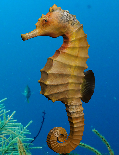Seahorse Pack by N/A
