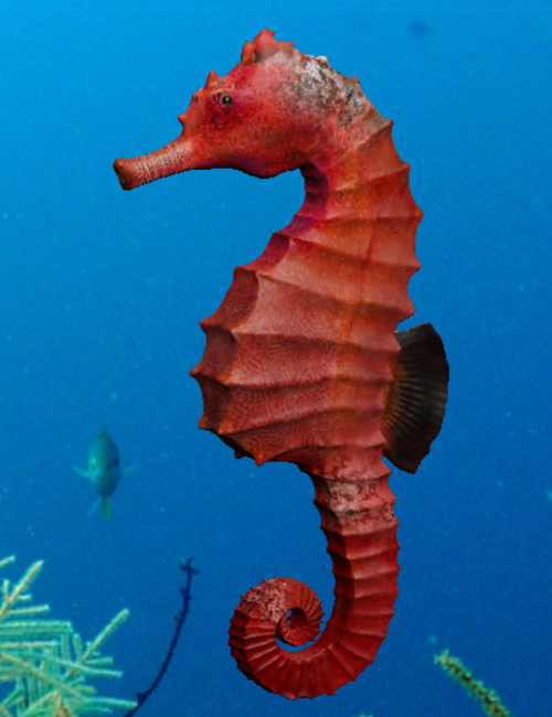 Seahorse Pack by N/A