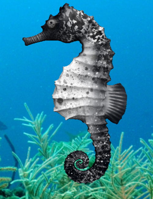 Seahorse Pack by N/A