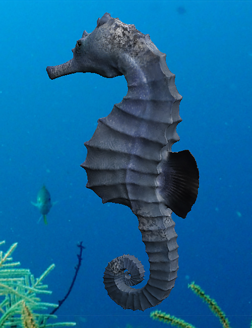 Seahorse Pack by N/A