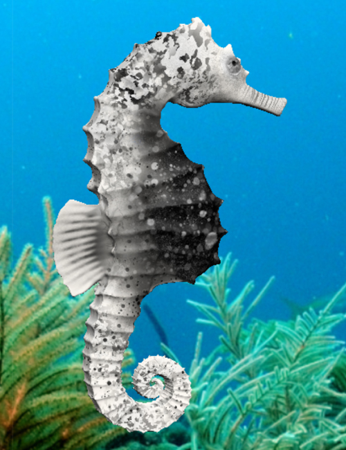 Seahorse Pack by N/A
