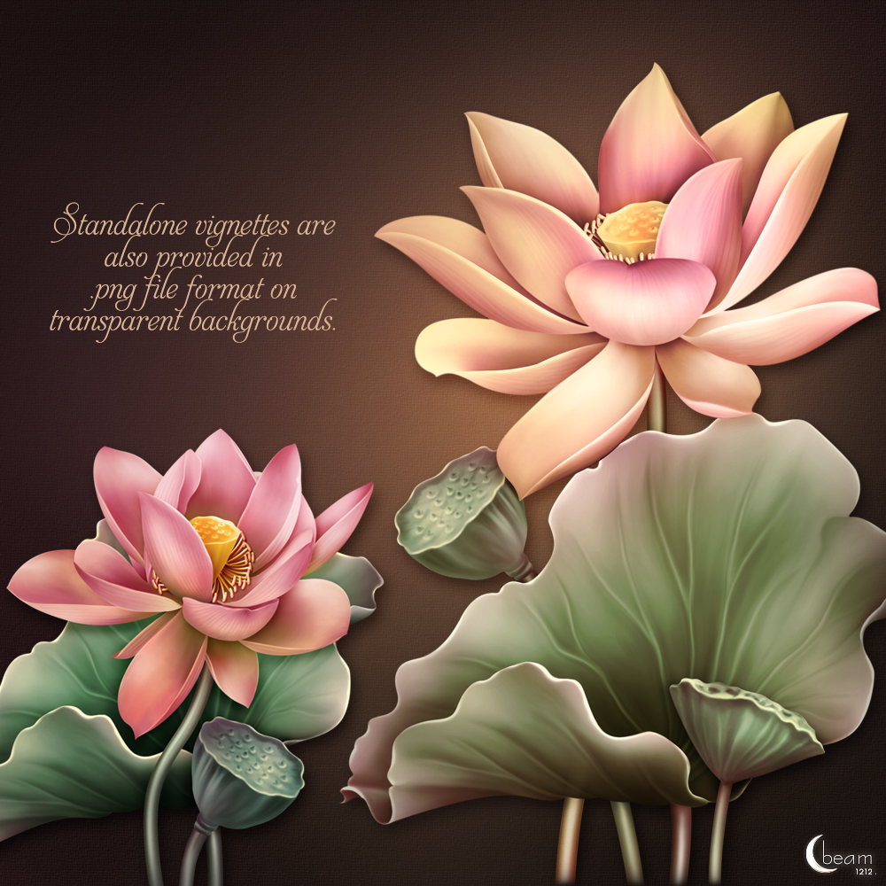 Moonbeam's In Love of Lotus by N/A