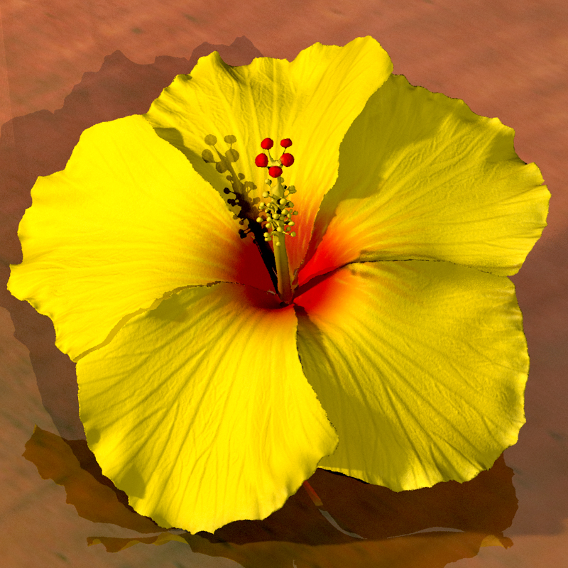 Hibiscus Flower for Hair by N/A