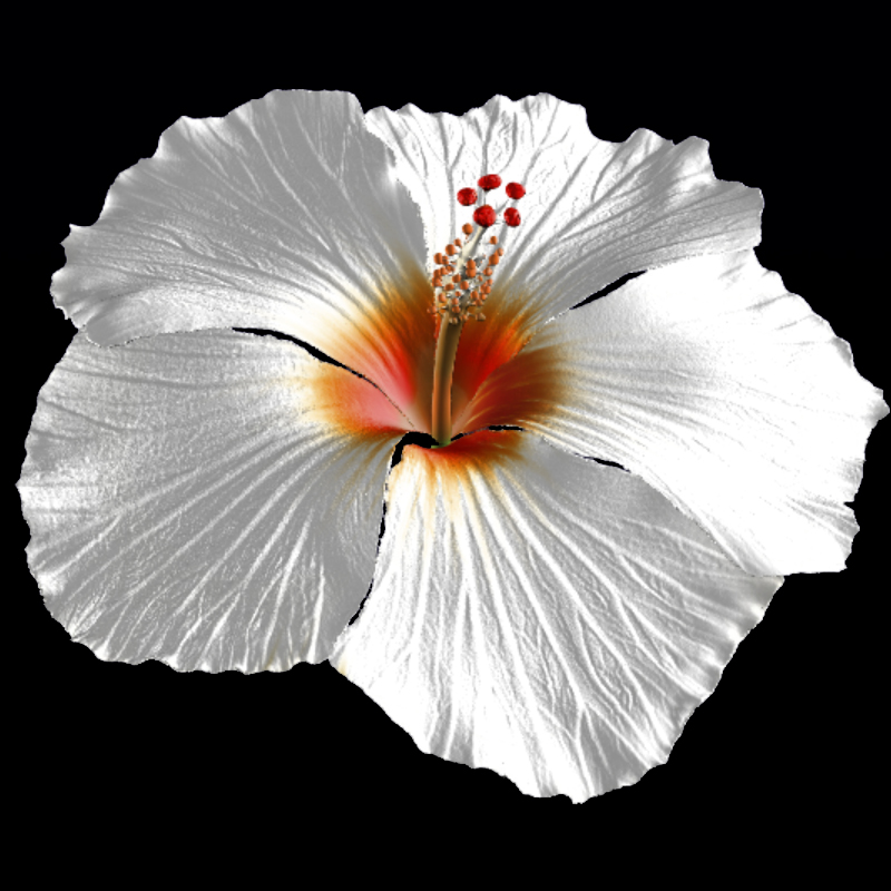 Hibiscus Flower for Hair by N/A
