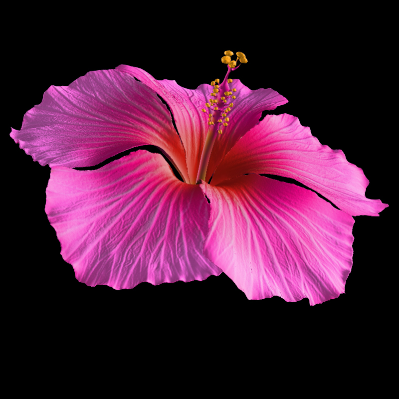 Hibiscus Flower for Hair by N/A