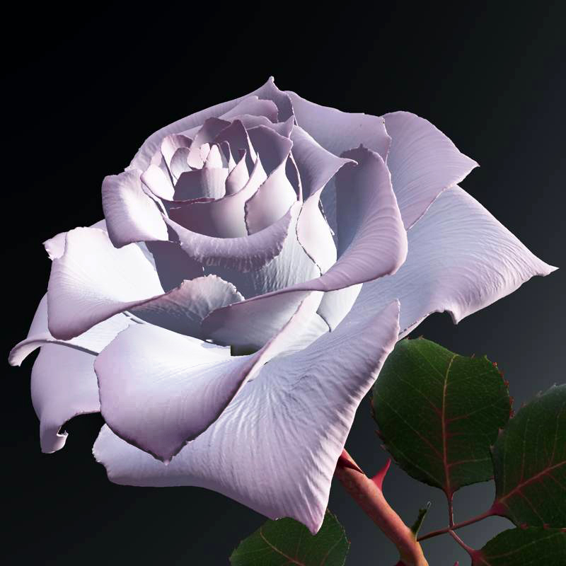 White and pink rose by N/A