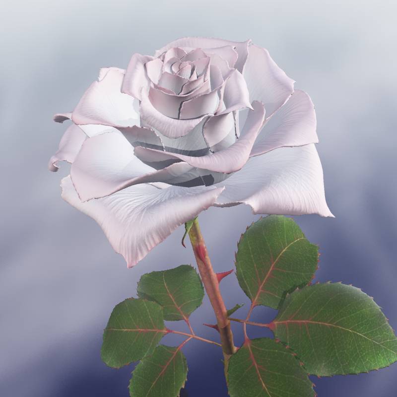 White and pink rose by N/A