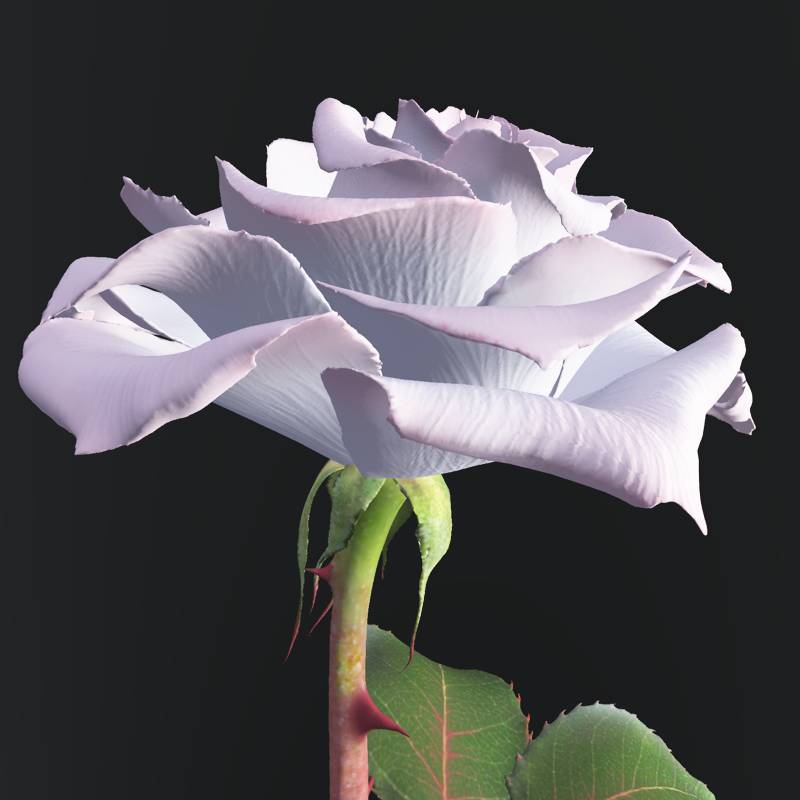 White and pink rose by N/A