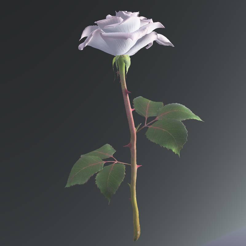 White and pink rose by N/A