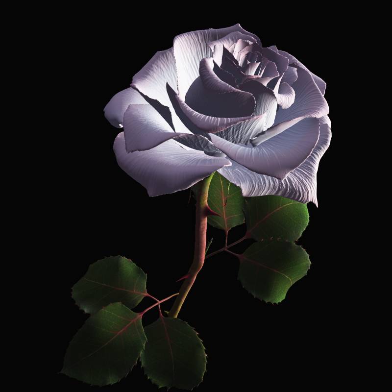 White and pink rose by N/A