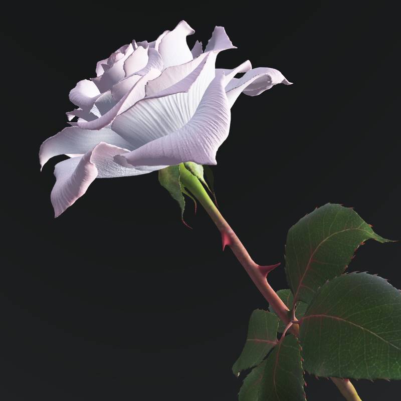 White and pink rose by N/A
