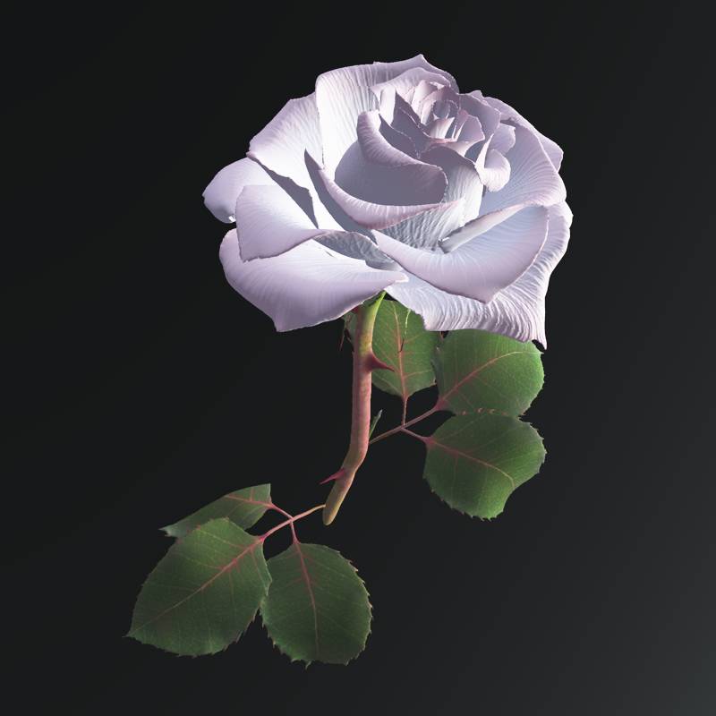 White and pink rose by N/A