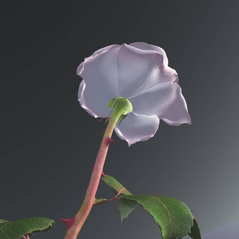 White and pink rose by N/A
