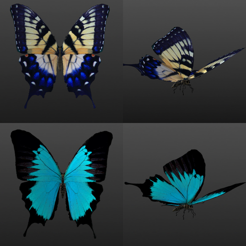 Butterflies by N/A