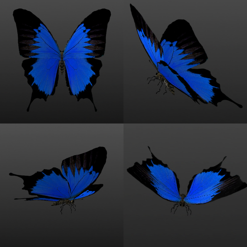Butterflies by N/A