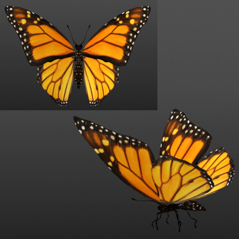 Butterflies by N/A