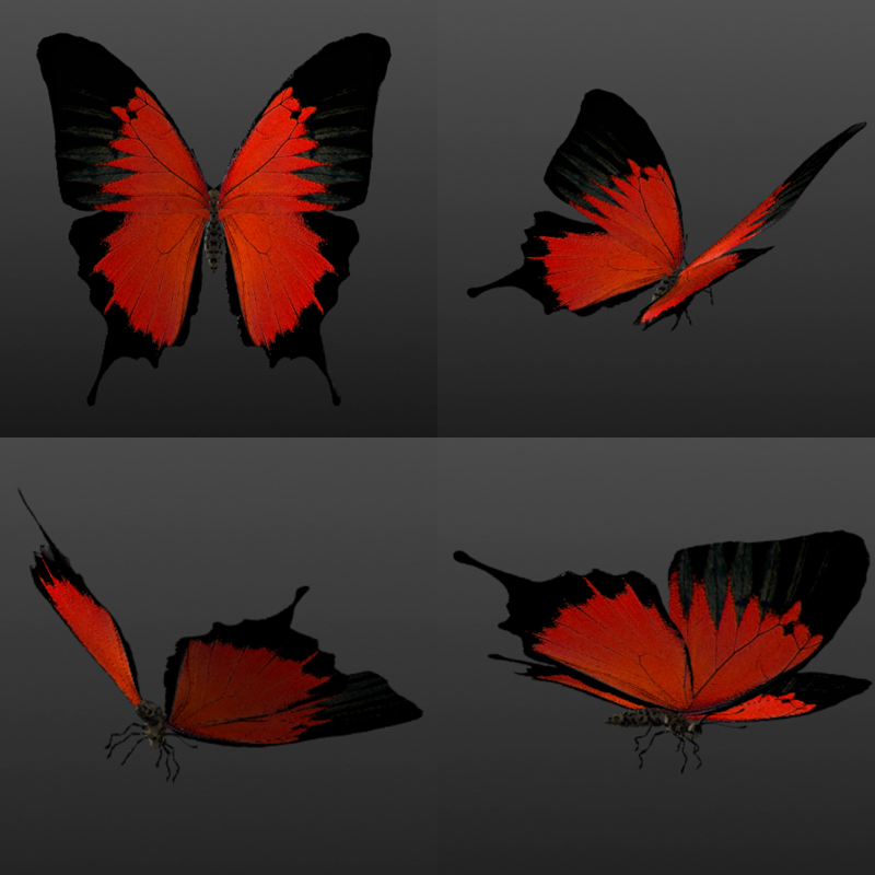 Butterflies by N/A