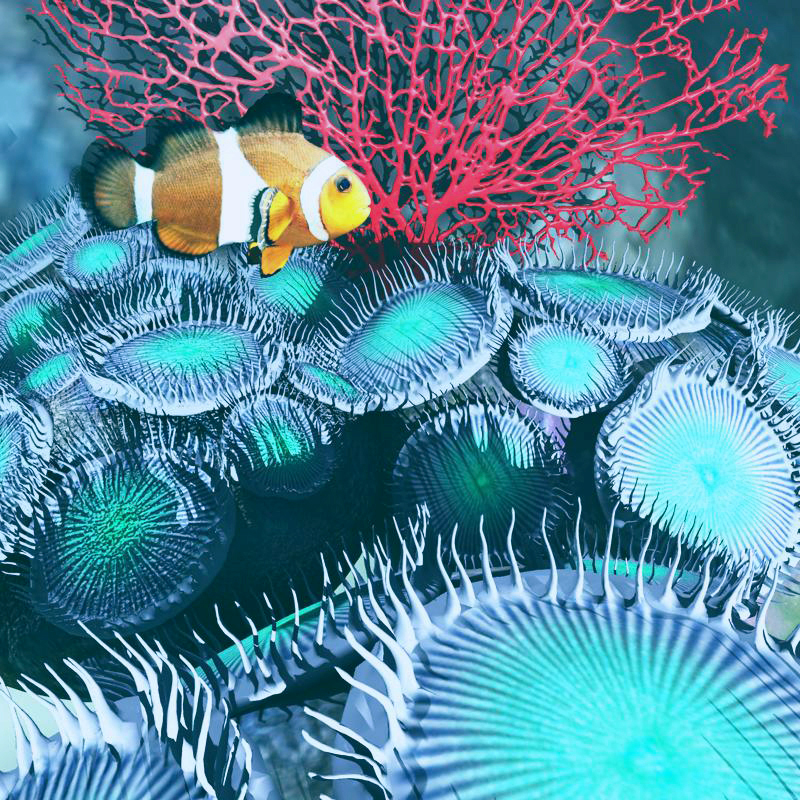 Zoanthid Coral by N/A