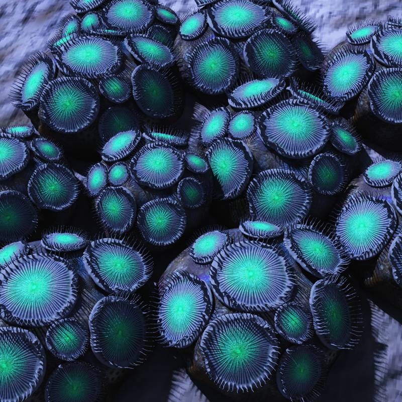 Zoanthid Coral by N/A