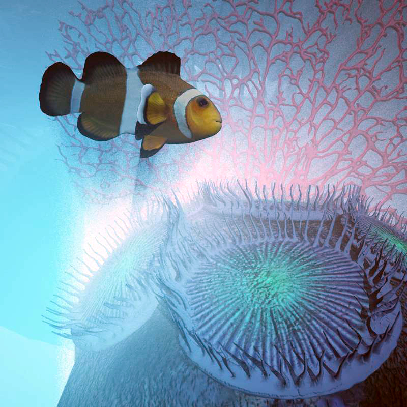 Zoanthid Coral by N/A