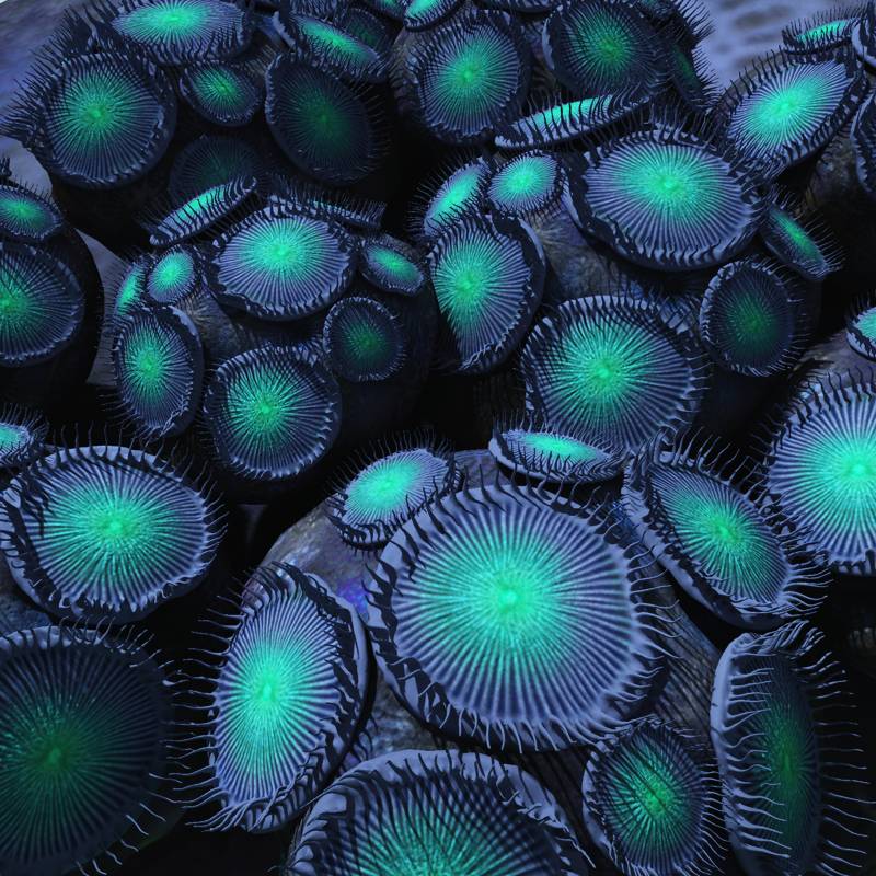 Zoanthid Coral by N/A