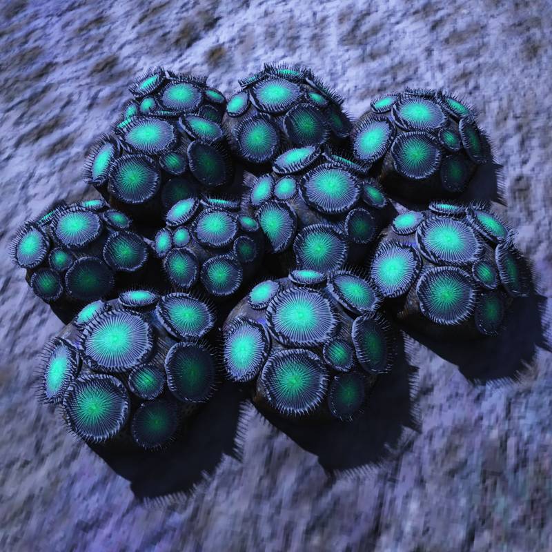 Zoanthid Coral by N/A