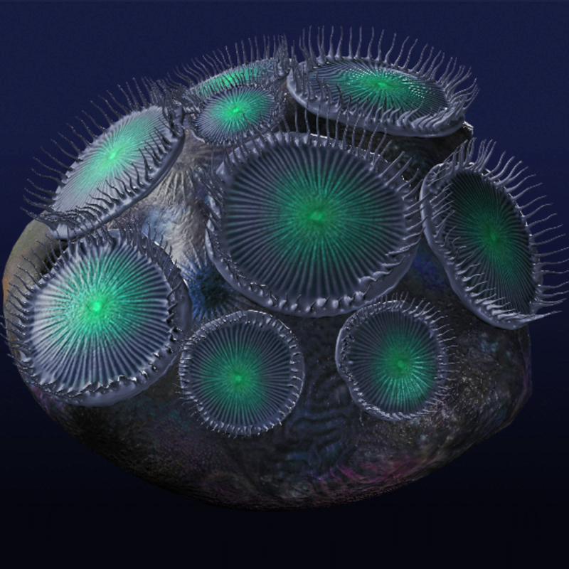 Zoanthid Coral by N/A