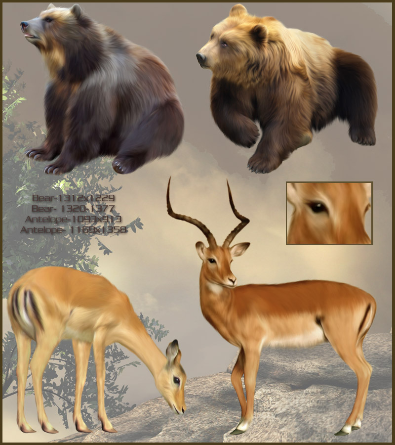 Animal Kingdom by N/A