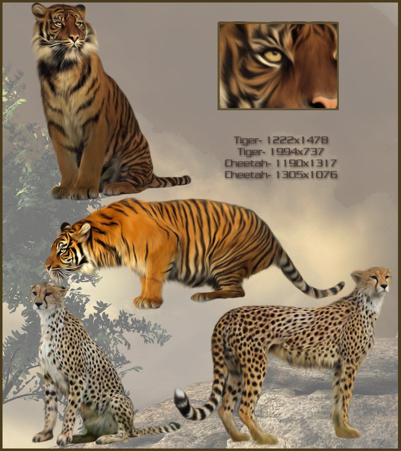 Animal Kingdom by N/A