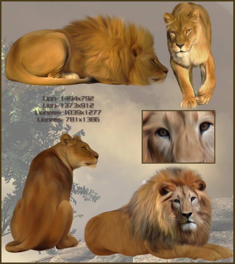Animal Kingdom by N/A