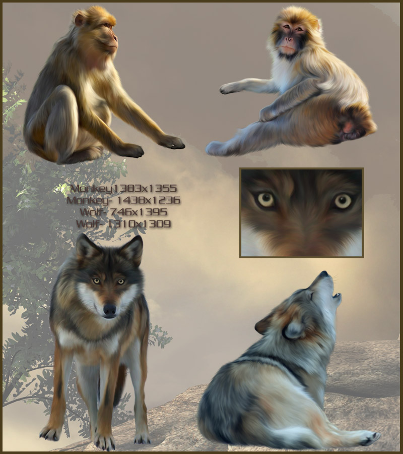 Animal Kingdom by N/A