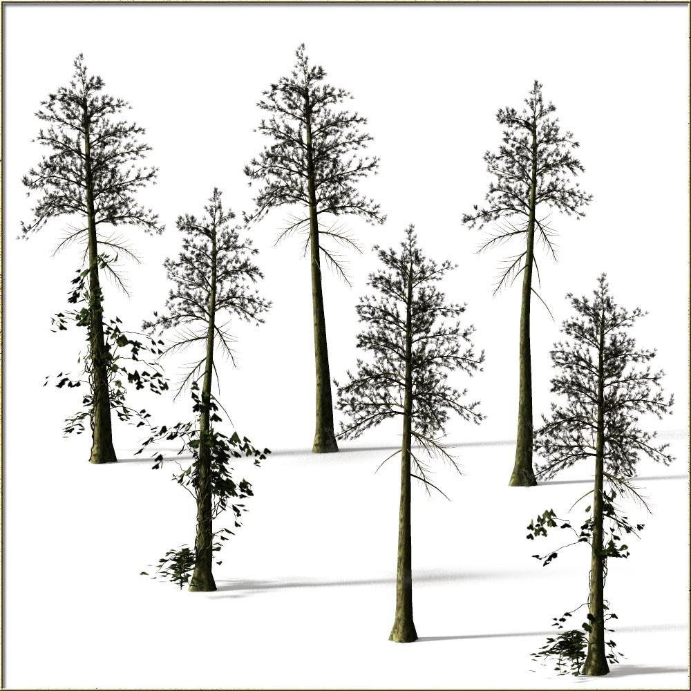 Pine Forest by N/A