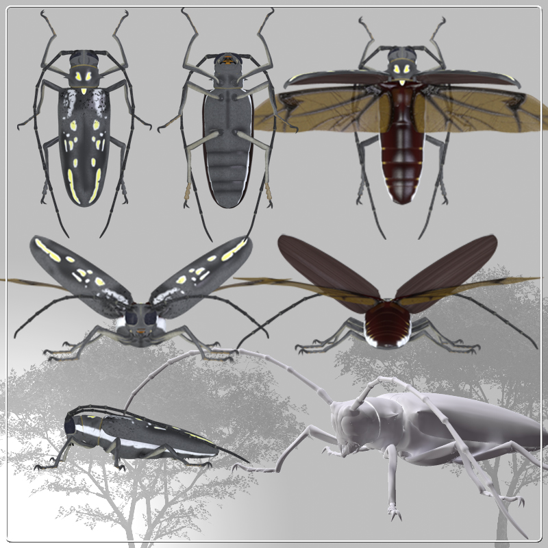 Longhorn Beetle for Poser by N/A