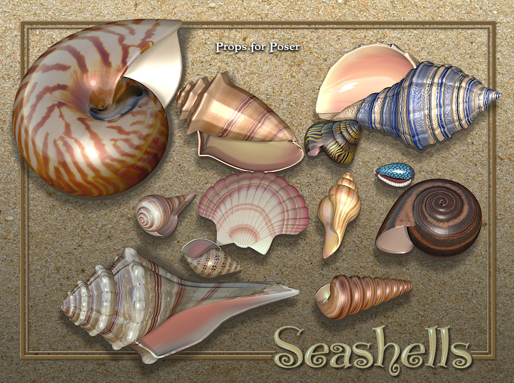 Exnem Seashells by N/A