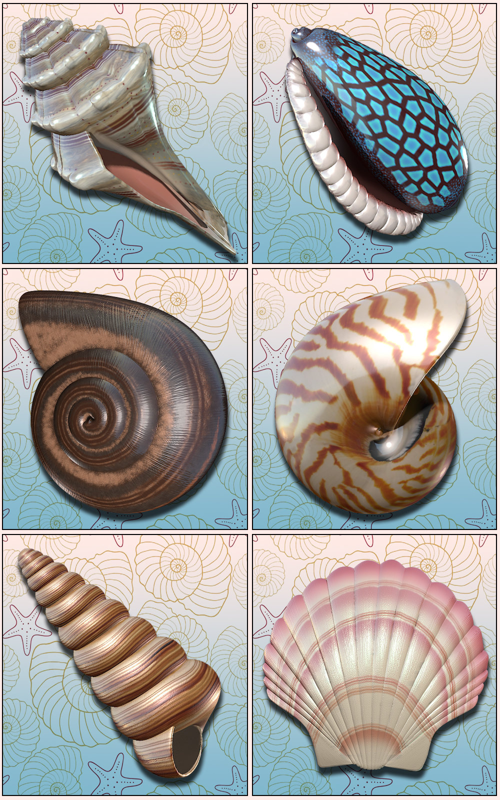 Exnem Seashells by N/A