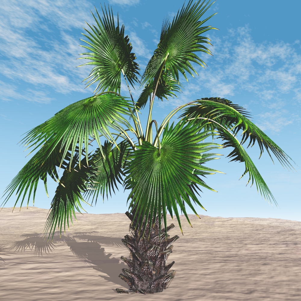 Mexican Fan Palm Tree by N/A