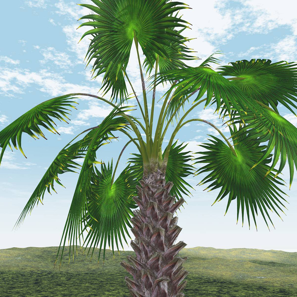 Mexican Fan Palm Tree by N/A