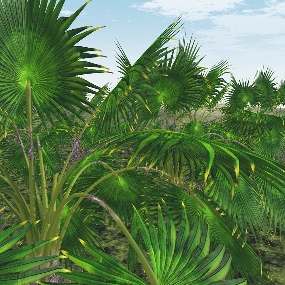 Mexican Fan Palm Tree by N/A
