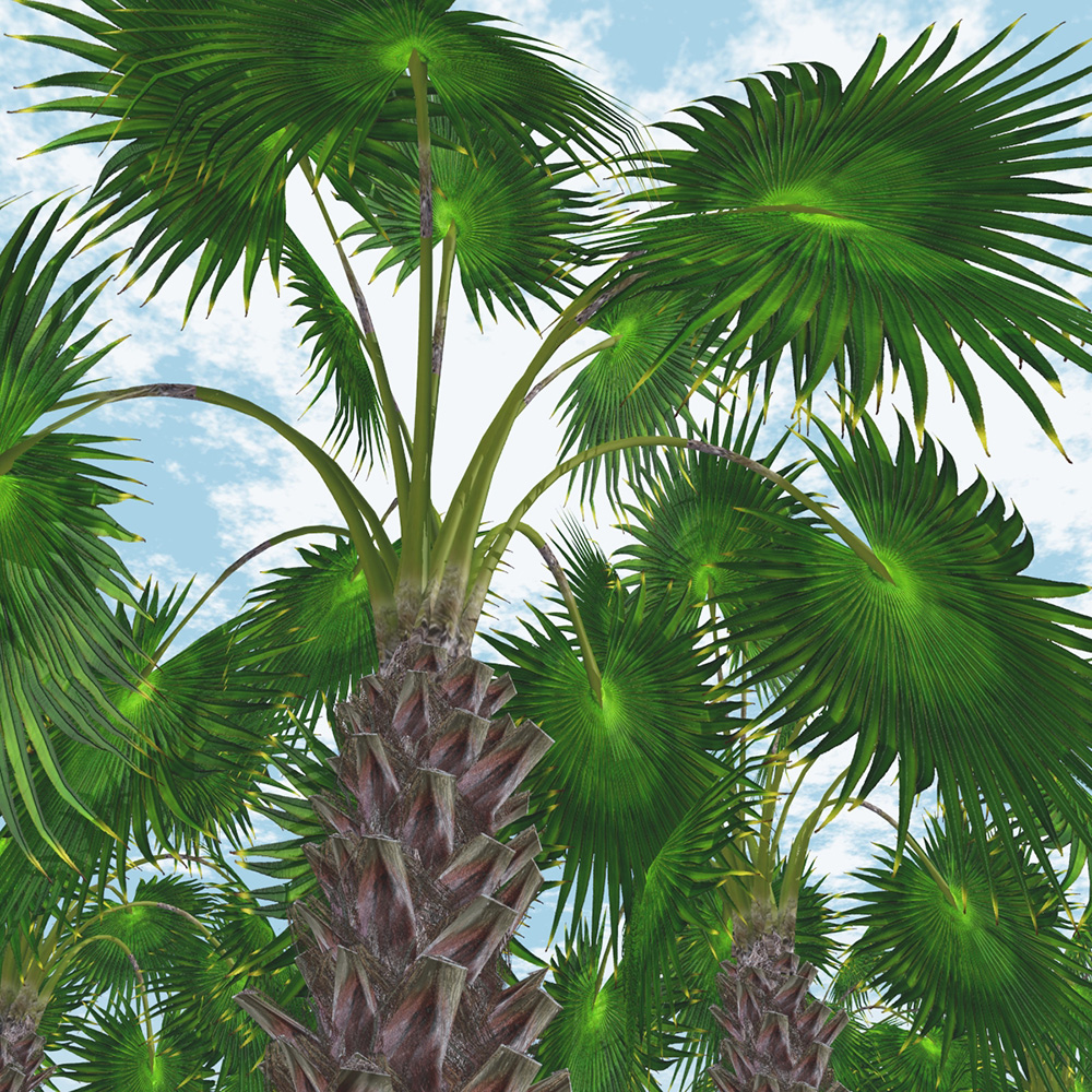 Mexican Fan Palm Tree by N/A