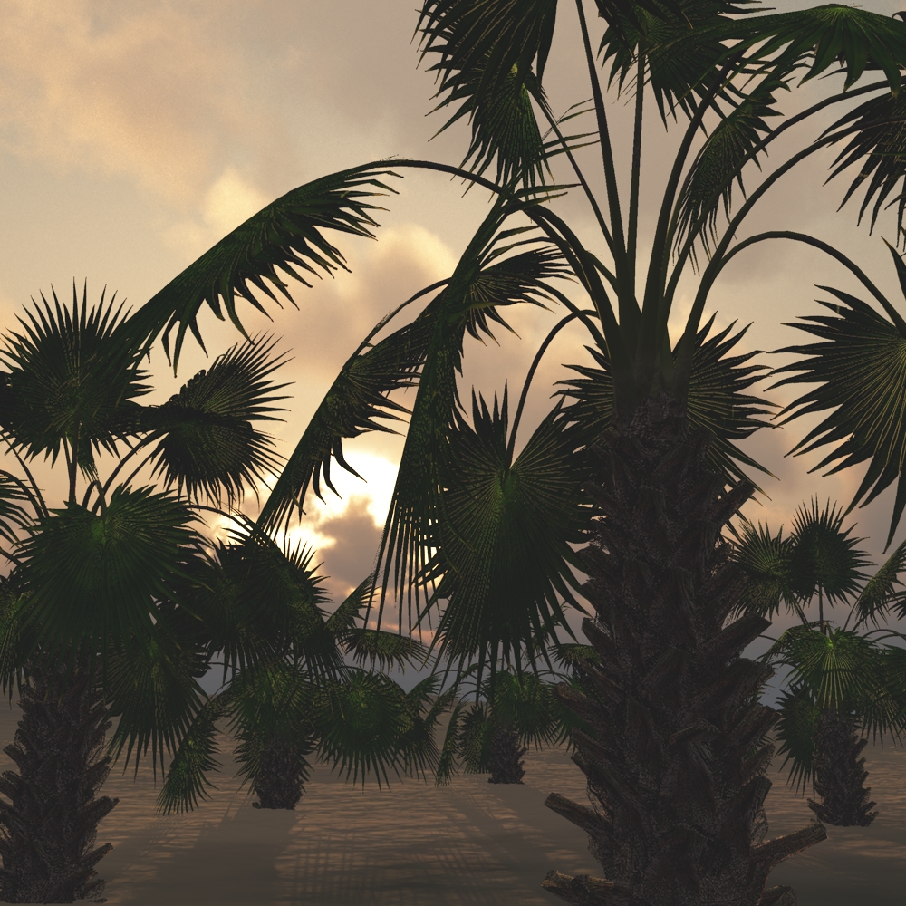 Mexican Fan Palm Tree by N/A