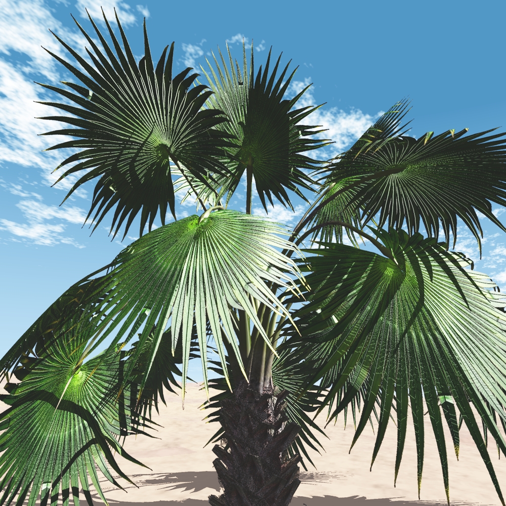 Mexican Fan Palm Tree by N/A