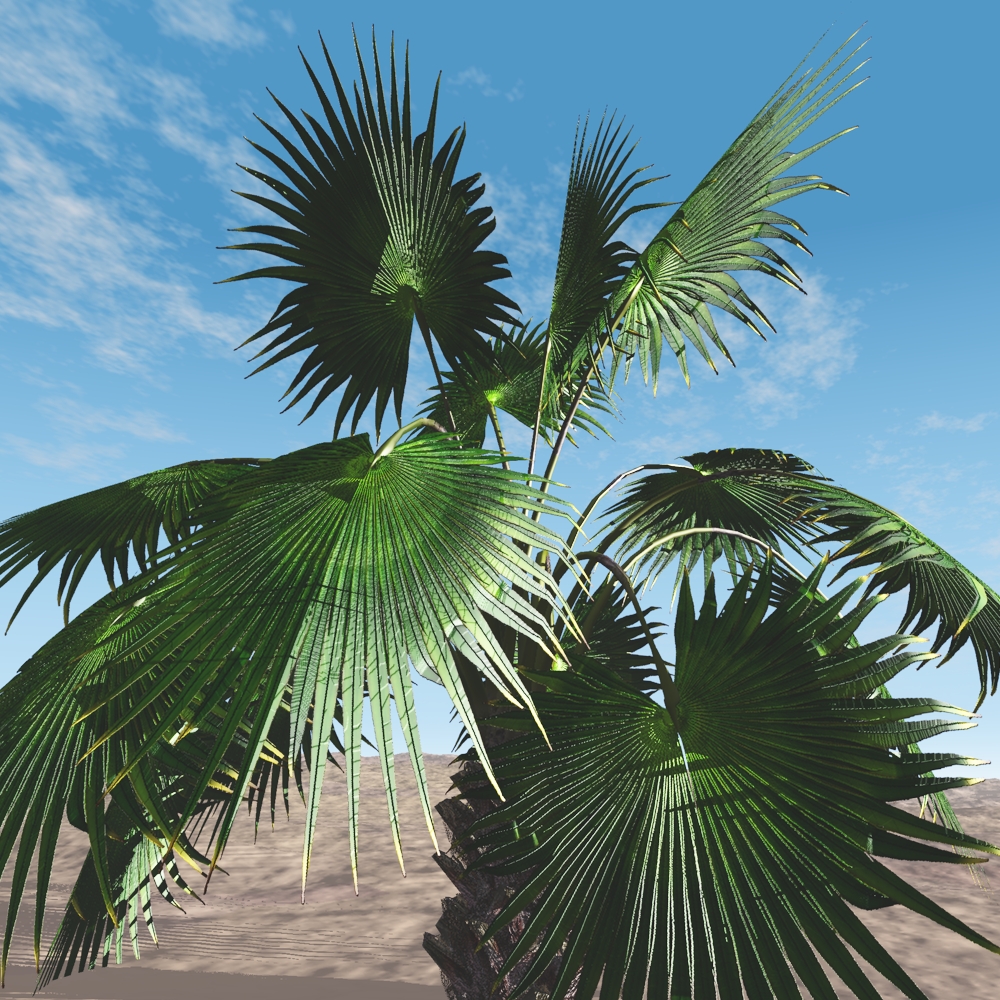 Mexican Fan Palm Tree by N/A