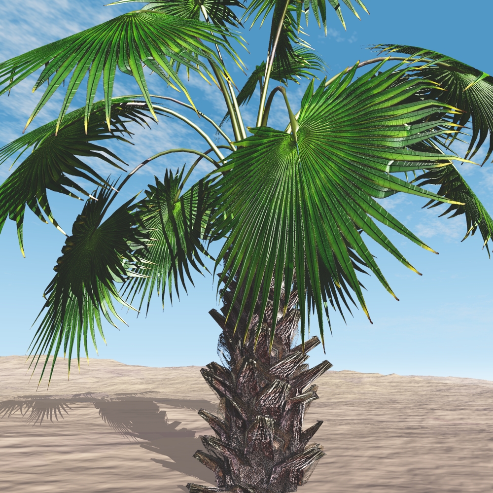 Mexican Fan Palm Tree by N/A