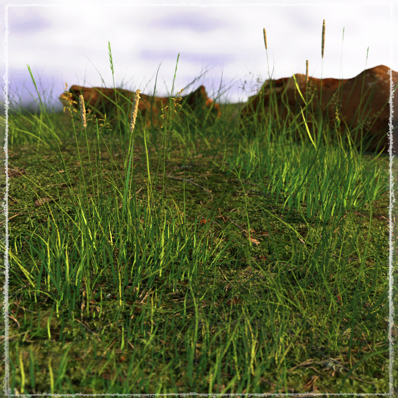 Photo Plants: Grass World by N/A