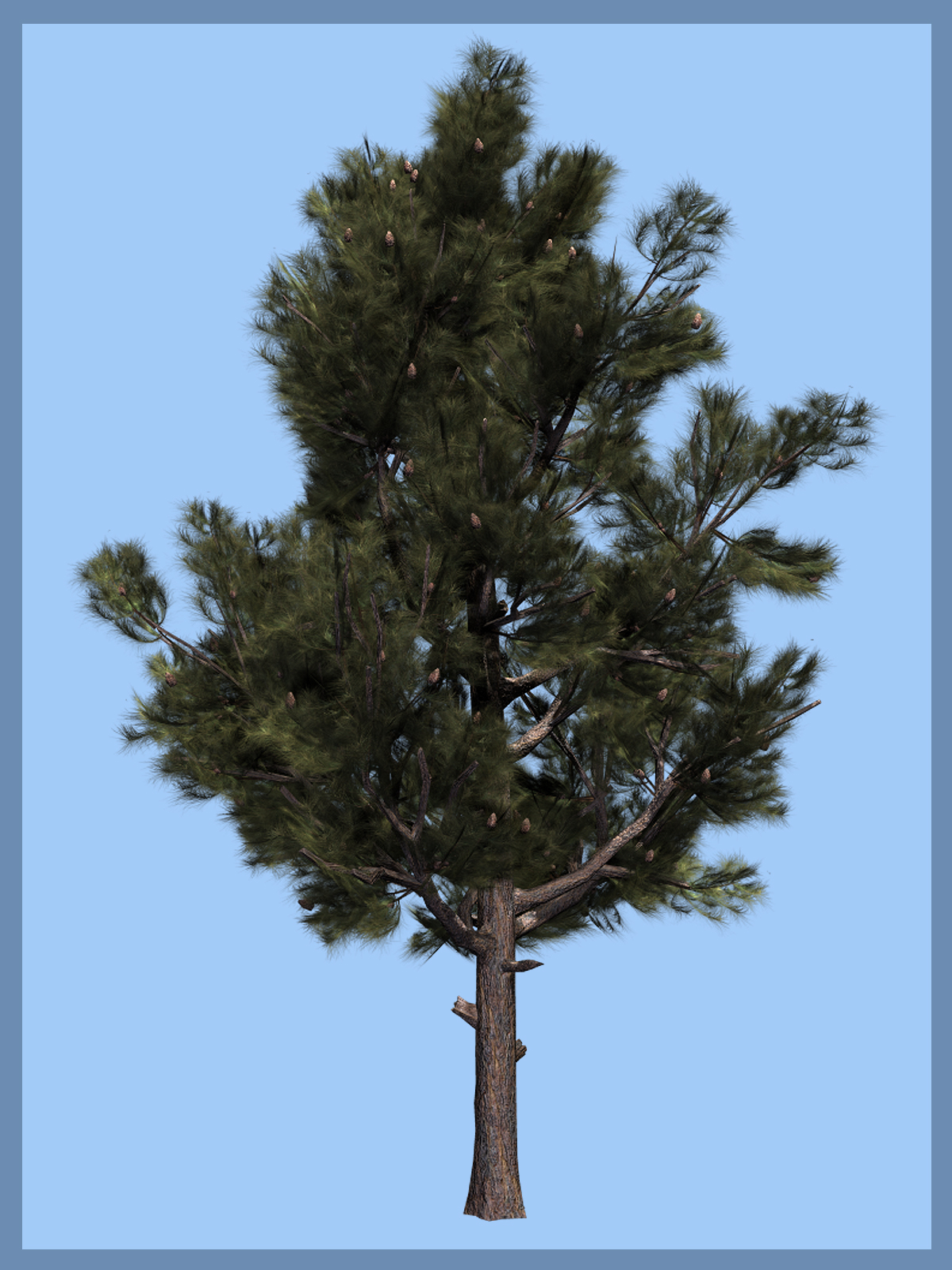 Pinus eldarica DR by N/A
