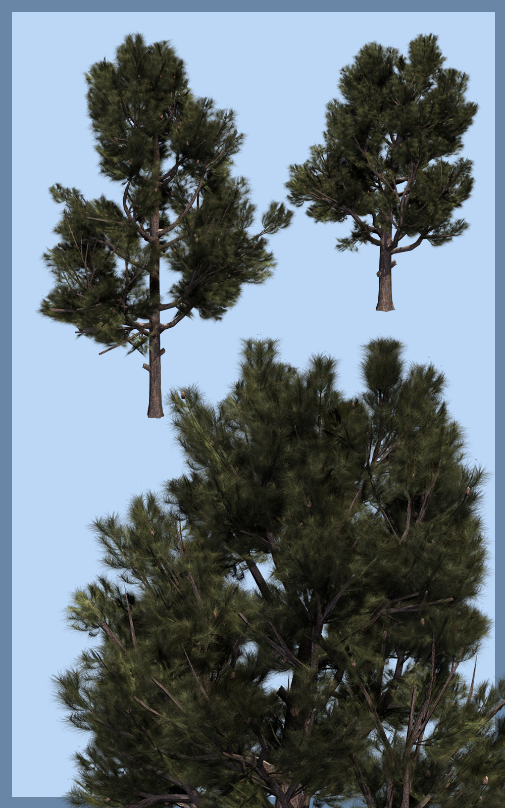 Pinus eldarica DR by N/A