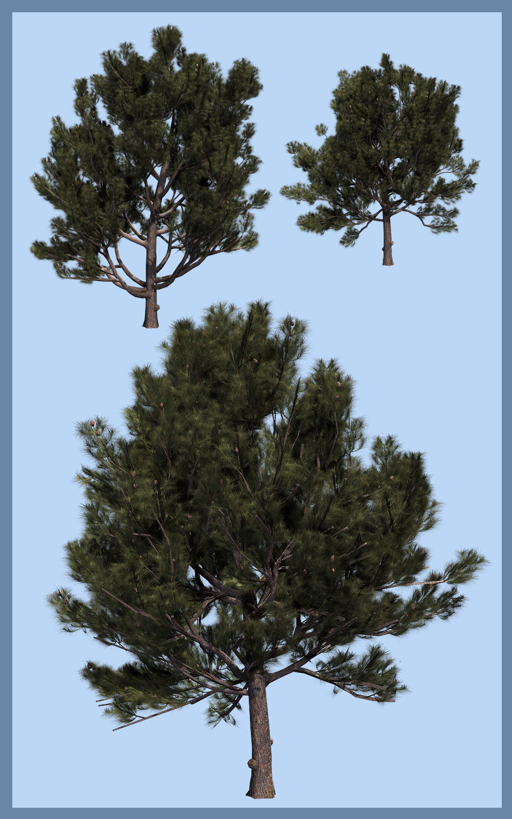Pinus eldarica DR by N/A
